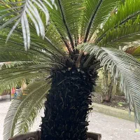 سیکاس ۲۵ ساله