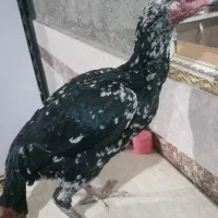 ماکیان