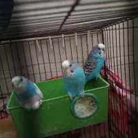 سه عدد مرغ عشق فروشی