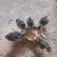 جوجه بوقلمون