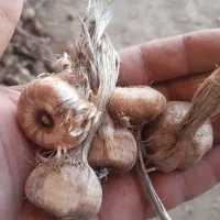 فروش پیاز مرغوب زعفران