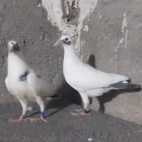 دوستان ۷تا جوجه تضمینی