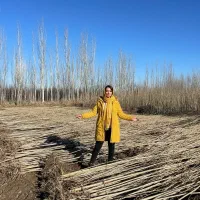 فروش نهال صنوبر با درامد میلیاردی