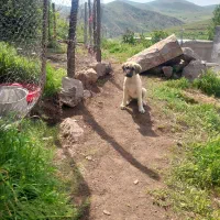 توله ماده سرابی اصل پنج انگشت