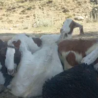 بز اسرائیلی