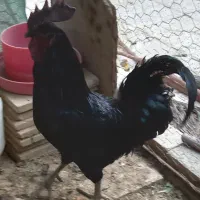 خروس ایام سمانی