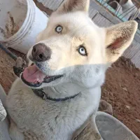 هاسکی اصیل سفید ماده