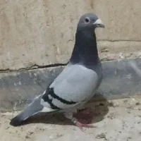 نرماده چهی زرهی