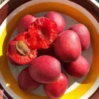 ارسال فوری نهال میوه سالم و ریشه دار