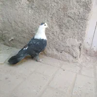 کبوتر کلاغ کربلایی ساده خال دم سفید کلاغ