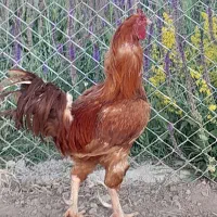 خروس اصیل