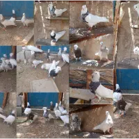 کبوتر طوقی