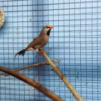 فنچ کرواتی ماده