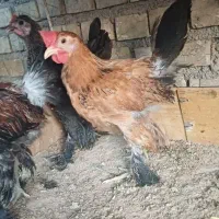 جوجه پاپر بزرگ دیلگونی