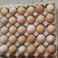 تخم مرغ محلی تازه