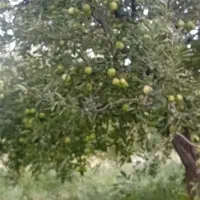 خریدار ضایعات سیب اطراف دیواندره