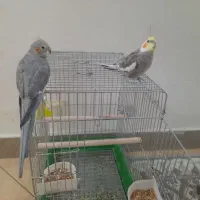 عروس هلندی
