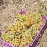 انگورمحلی