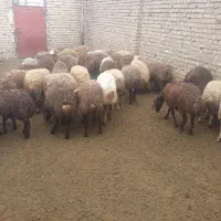 بره‌|حیوانات مزرعه|نورآباد, |دیوار