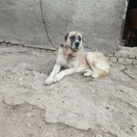 سگ گله