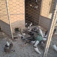 صد عدد کفتر
