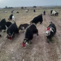 بز ۲۳ راس داشتی و ترکی  ۱۶ راس بیگ و ی تیشتر نر