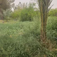 زمین ملک