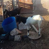 شادگان