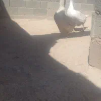 بوقلمون قوغاز