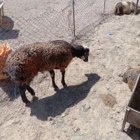 یک عدد بره نر نیم گوشت باب قصابی
