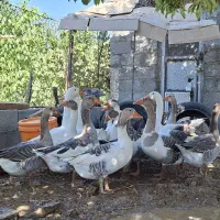غاز محلی سالم، درشت‌جثه و سرحال