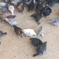 جوجه محلی