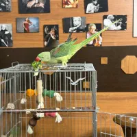 شاه طوطی اسکندر فول دستی