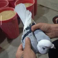 نر دوکت پلاکی