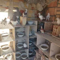 کوبتر خوب