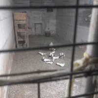 پنج جفت طوقی سالم