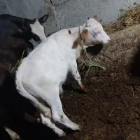 فروش 2 راس گوساله نر و ماده
