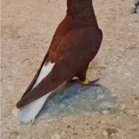 کبوتر آغ گویروخ