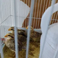 جوجه اصیل گلین