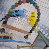 یک جفت مرغ عشق زیبا و خوشرنگ