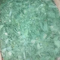 کرفس کوهی خشک کرده