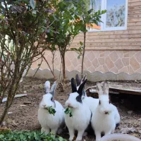 ۳عدد خرگوش باهوش