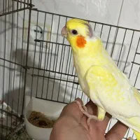 جوجه عروس هلندی