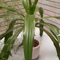 اشک ملکه
