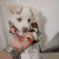 پامر جنسیت نر