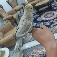 عروس هلندی