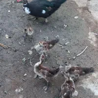 جفت اردک