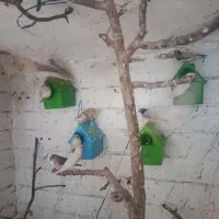 فنچ انواع رنگ و نژاد
