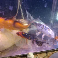 ماهی کوی باله بلند چرمی