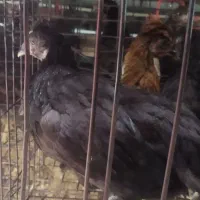 جوجه مرغ محلی سیاه